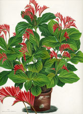 Spigelia Splendens