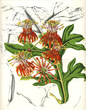 Stenocarpus Cunninghami