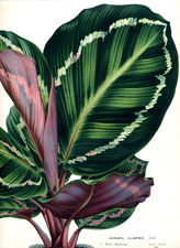 Maranta Illustri