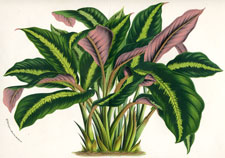 Maranta Warscewiczii