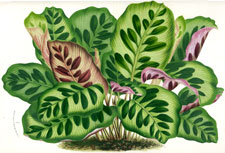 Maranta Makoyana