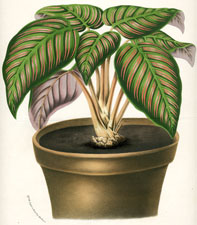 Maranta Regalis