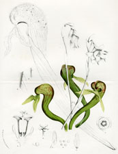 Darlingtonia Californica