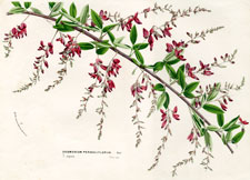 Desmodium Penduliflorum