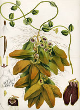Dischidia Rafflesiana