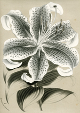 Lilium Packmanni