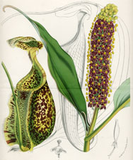 Nepenthes Rafflesiana