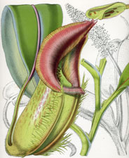 Nepenthes Villosa