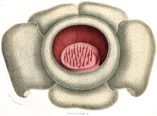 Rafflesia Patma