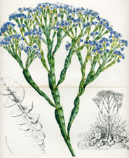 Statice Imbricata
