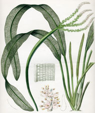 Ouvirandra bernieriana