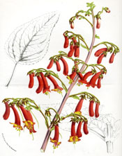 Phygelius Capensis