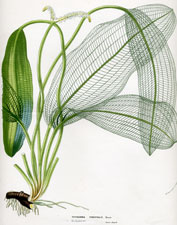 Ouvirandra Fenestralis