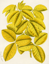 Citisus Laburnum Aureus