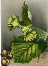 Corylus Colurna