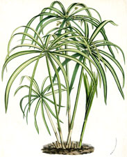 Cyperus Alternifolius