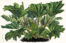 Gunnera Scabra