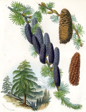 Larix Griffithii