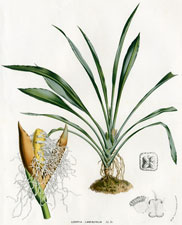 Ludovia Lancaefolia