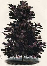 Quercus Robur Nigra
