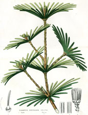 Sciadopitys Verticillata