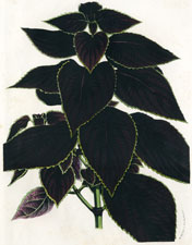 Coleus Scutellarioides