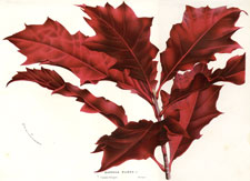 Quercus Rubra