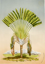 Ravenala Madagascariensis