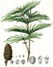 Sciadopitys Verticillata