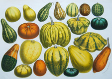 Squash, gourds