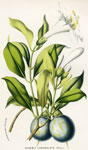 Fagraea Lanceolata