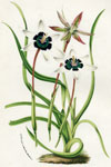 Hypoxis Stellata