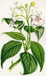 Impatiens Hookeriana