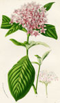 Pentas Carnea Rosea