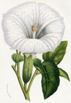 Datura Meteloides