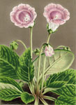 Gloxinia Ami Thibaut