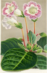 Gloxinia Ceinture d'Hébé