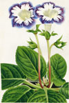 Gloxinia Souvenir d'Henri