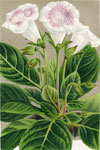 Gloxinia Indianella