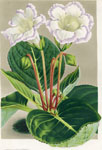 Gloxinia Cordon lavande