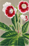 Gloxinia Mina