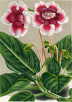 Gloxinia Léon Vandervee