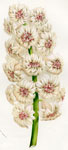 Hyacinth Bouquet Royal