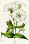 Lychnis Sieboldii