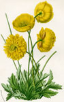 Papaver Croceum