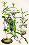Brachystelma Tuberosum