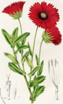 Gaillardia Ablyodon