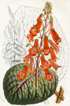 Gesneria Cinnabarina