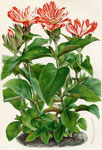 Lychnis Senno