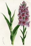 Orchis Foliosa